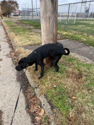 Lost Male Dog last seen Near ninth st Portsmouth Ohio 45662, Portsmouth, OH 45662