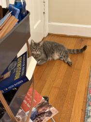 Lost Female Cat last seen McDonald’s , Ruther Glen, VA 22546