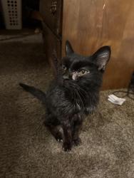 Found/Stray Female Cat last seen across from pizza hut on west main , Lebanon, TN 37087