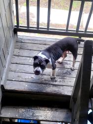 Found/Stray Female Dog last seen Keystone & hannah, Indianapolis, IN 46227