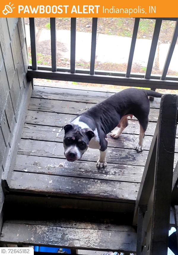 Found/Stray Female Dog last seen Keystone & hannah, Indianapolis, IN 46227