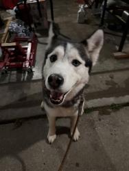 Found/Stray Male Dog last seen South Mills and Mann Rd, Indianapolis, IN 46221