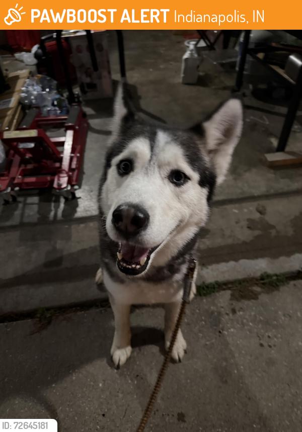 Found/Stray Male Dog last seen South Mills and Mann Rd, Indianapolis, IN 46221