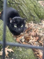 Found/Stray Unknown Cat last seen North meadow central park ballfield 1, New York, NY 10029