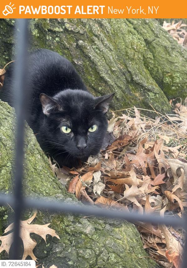 Found/Stray Unknown Cat last seen North meadow central park ballfield 1, New York, NY 10029