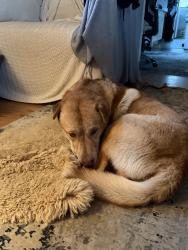 Lost Male Dog last seen Near the orphan restaurant C st , Sacramento, CA 95819