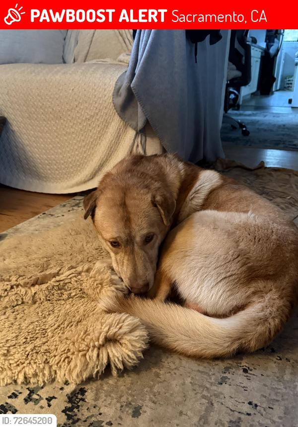 Lost Male Dog last seen Near the orphan restaurant C st , Sacramento, CA 95819
