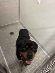 Found/Stray Male Dog last seen 135th and kedzie, Robbins, IL 60472