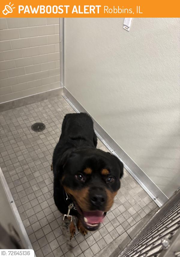 Found/Stray Male Dog last seen 135th and kedzie, Robbins, IL 60472