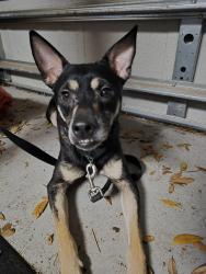 Found/Stray Unknown Dog last seen Willow Creek Church, Winter Springs, FL 32708