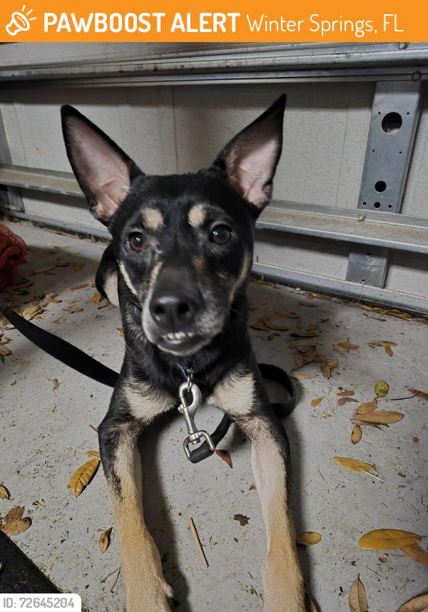 Found/Stray Unknown Dog last seen Willow Creek Church, Winter Springs, FL 32708