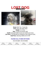 Lost Male Dog last seen Mentor Ave, Lost nation, Willoughby, OH 44094