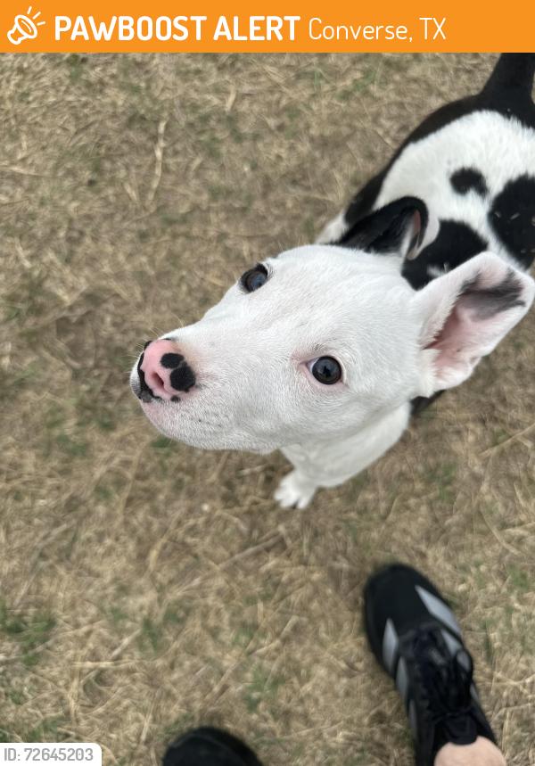 Found/Stray Male Dog last seen Next to a fence with a blanket, Converse, TX 78109