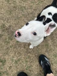 Found/Stray Male Dog last seen Next to a fence with a blanket, Converse, TX 78109