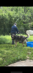 Lost Male Dog last seen By Chevron and Sherwin Williams, Fort Worth, TX 76103