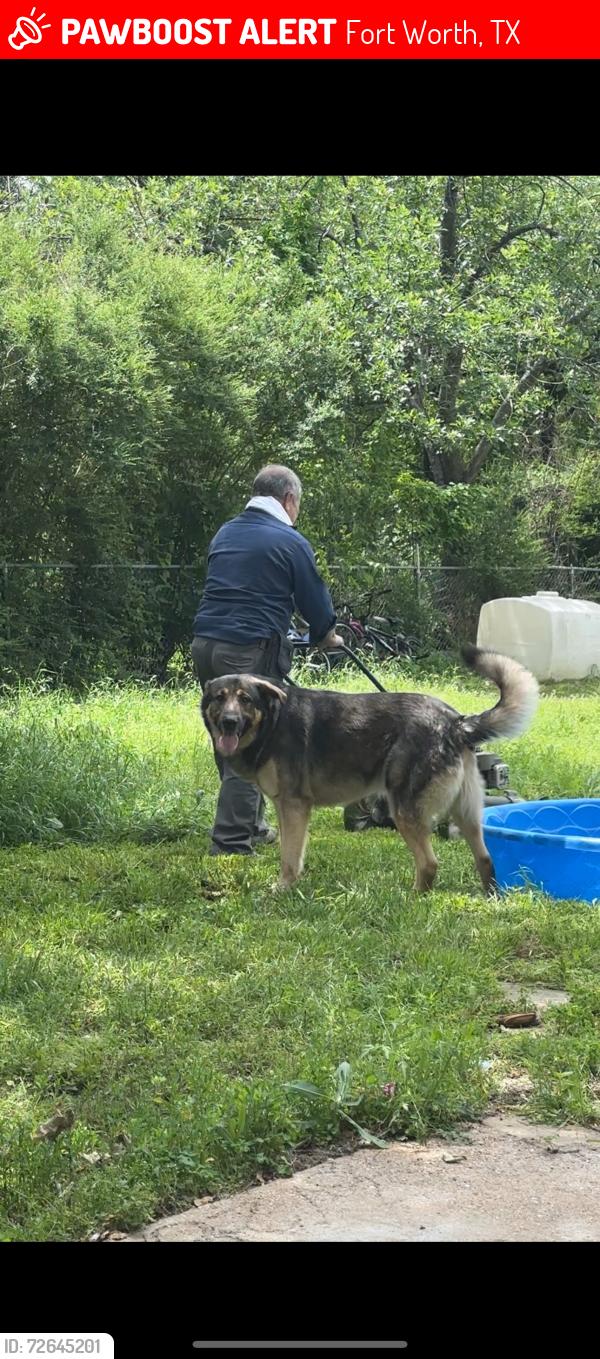 Lost Male Dog last seen By Chevron and Sherwin Williams, Fort Worth, TX 76103