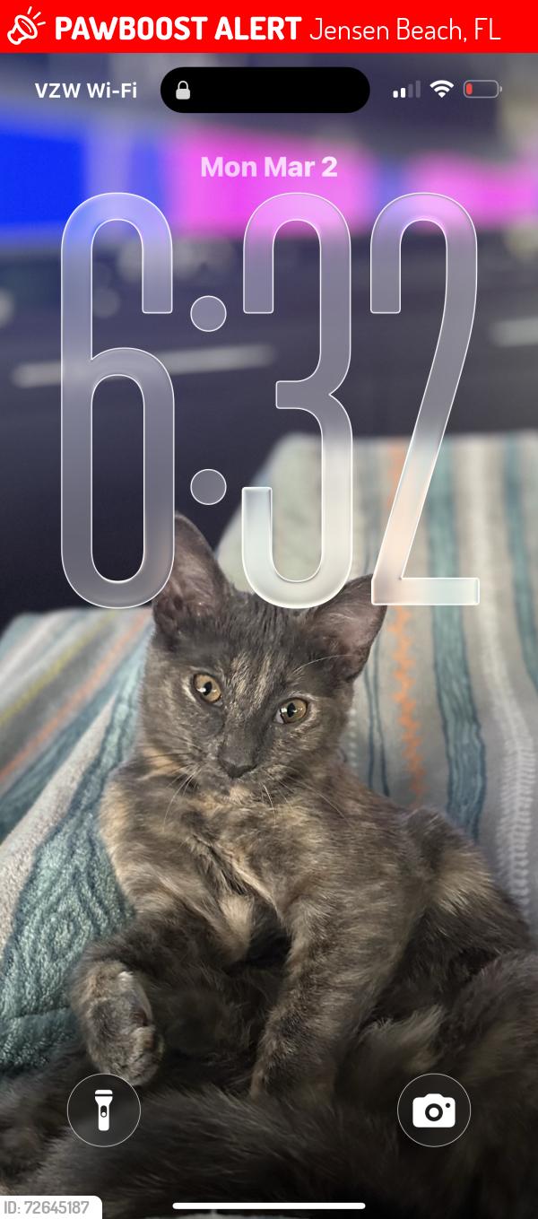 Lost Female Cat last seen Pelicans Rest Cottages, Jensen Beach, FL 34957