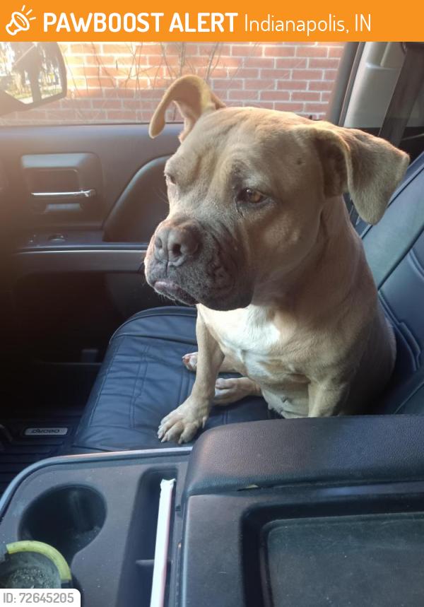 Found/Stray Female Dog last seen 42nd Millersville RD , Indianapolis, IN 46205