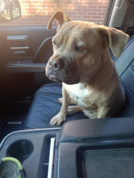 Found/Stray Female Dog last seen 42nd Millersville RD , Indianapolis, IN 46205