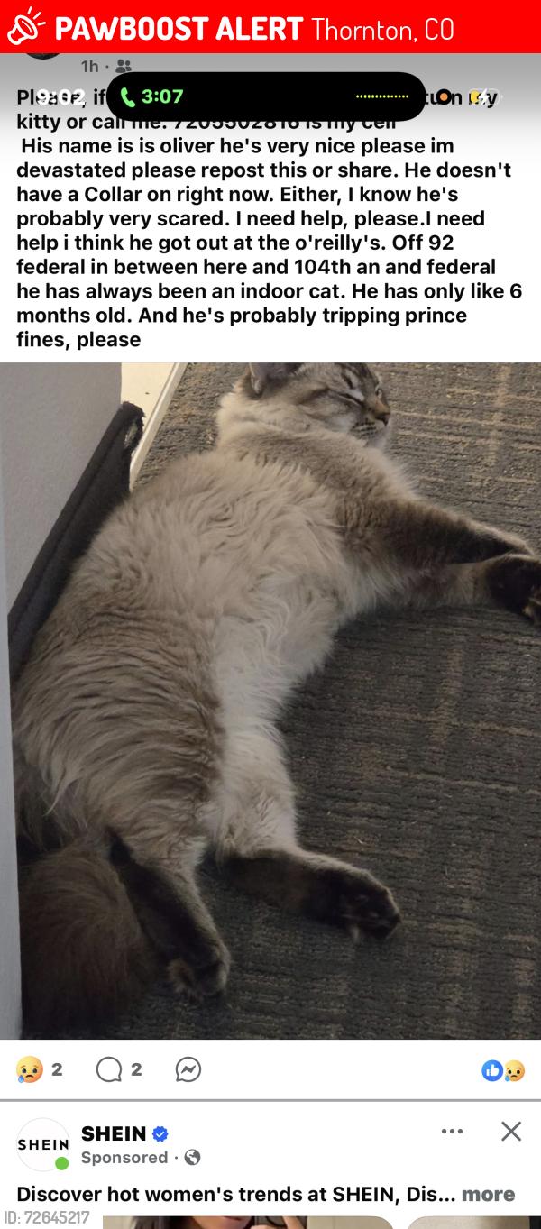 Lost Male Cat last seen Westminister, Thornton, CO 80260