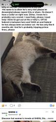 Lost Male Cat last seen Westminister, Thornton, CO 80260