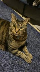 Lost Male Cat last seen 7th and 19th Ave South, Nampa, ID 83651