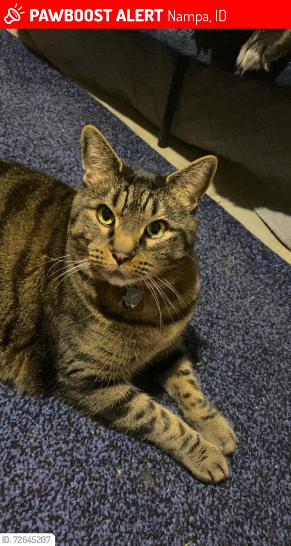 Lost Male Cat last seen 7th and 19th Ave South, Nampa, ID 83651