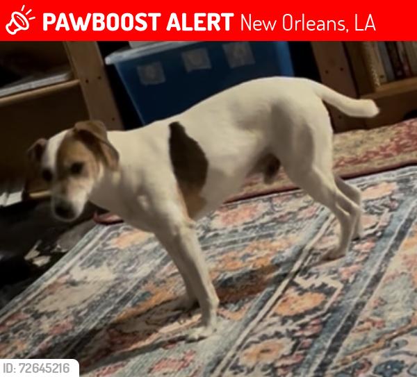 Lost Male Dog last seen Baudin and Pierce, New Orleans, LA 70119