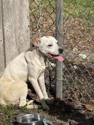 Found/Stray Male Dog last seen Lake underhill, Orlando, FL 32825