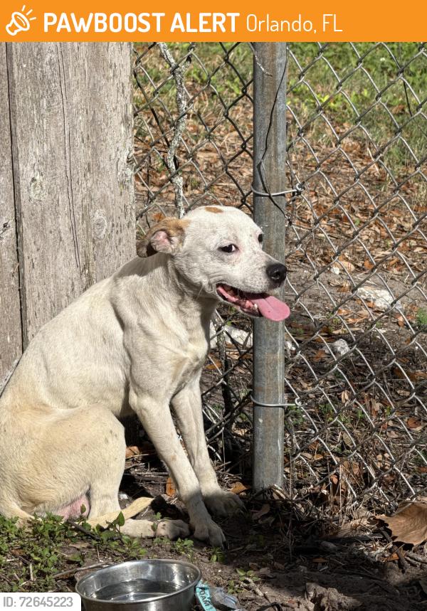 Found/Stray Male Dog last seen Lake underhill, Orlando, FL 32825