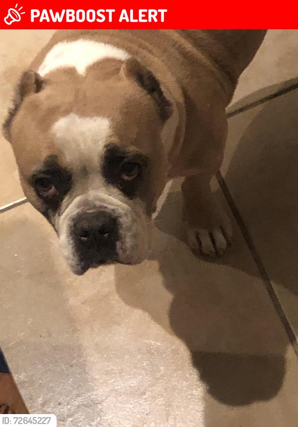 Lost Female Dog last seen In brownstown the beginning first street at the first light on palm, Desert Hot Springs, CA 92240