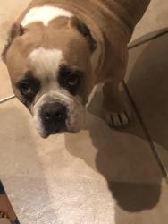 Lost Female Dog last seen In brownstown the beginning first street at the first light on palm, Desert Hot Springs, CA 92240