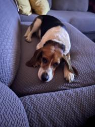 Found/Stray Female Dog last seen Matoaca middle school, Matoaca, VA 23803
