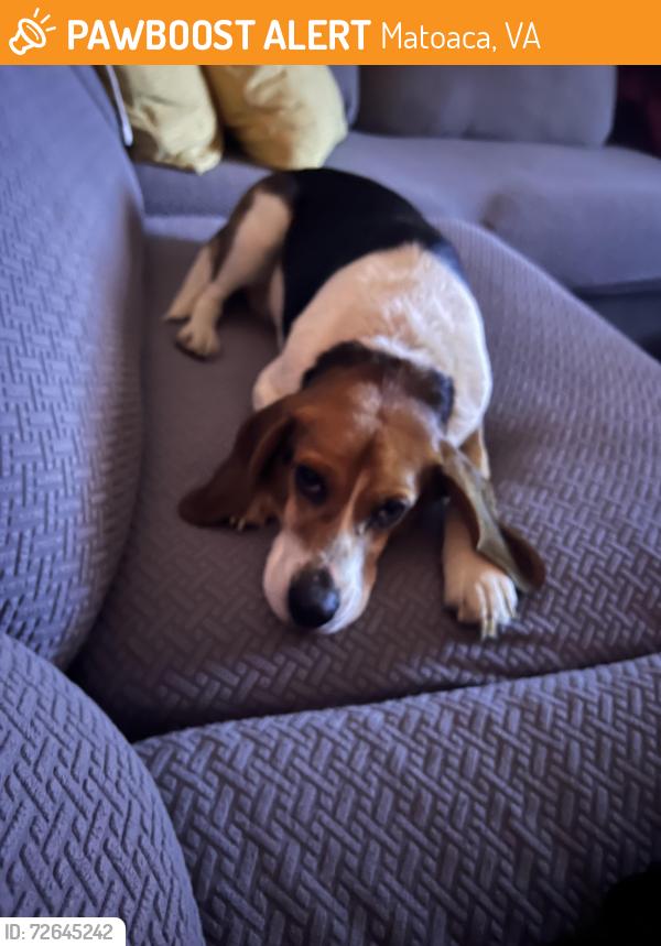 Found/Stray Female Dog last seen Matoaca middle school, Matoaca, VA 23803