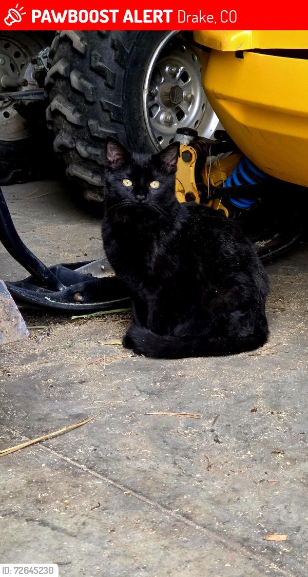 Lost Male Cat last seen Storm Mountain in Drake, Drake, CO 80515