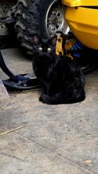 Lost Male Cat last seen Storm Mountain in Drake, Drake, CO 80515