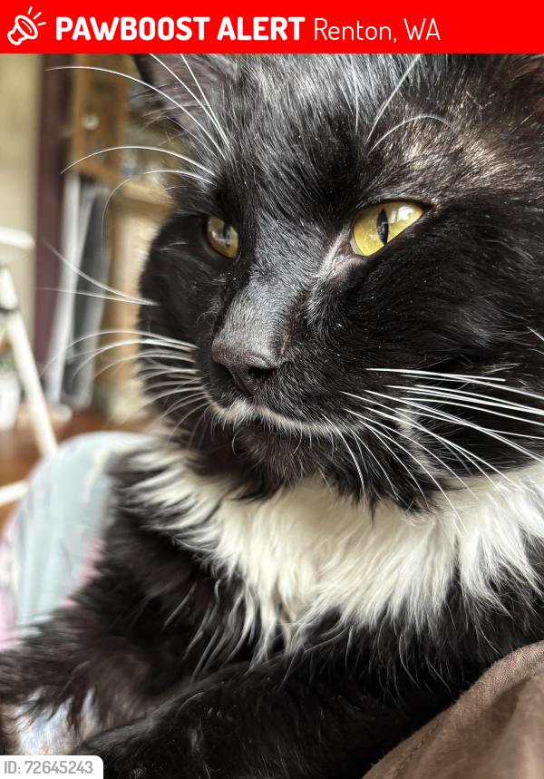 Lost Male Cat last seen Grady and Williams, Renton, WA 98057