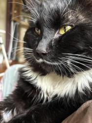 Lost Male Cat last seen Grady and Williams, Renton, WA 98057