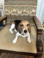 Lost Female Dog last seen Banther rd, Bancroft rd. , McDonald, TN 37353