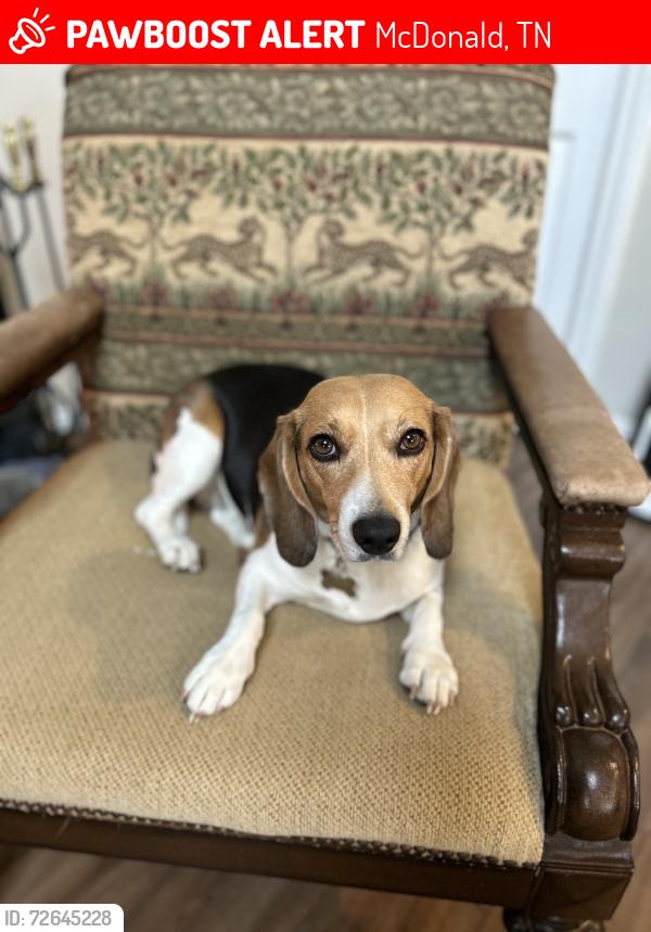 Lost Female Dog last seen Banther rd, Bancroft rd. , McDonald, TN 37353