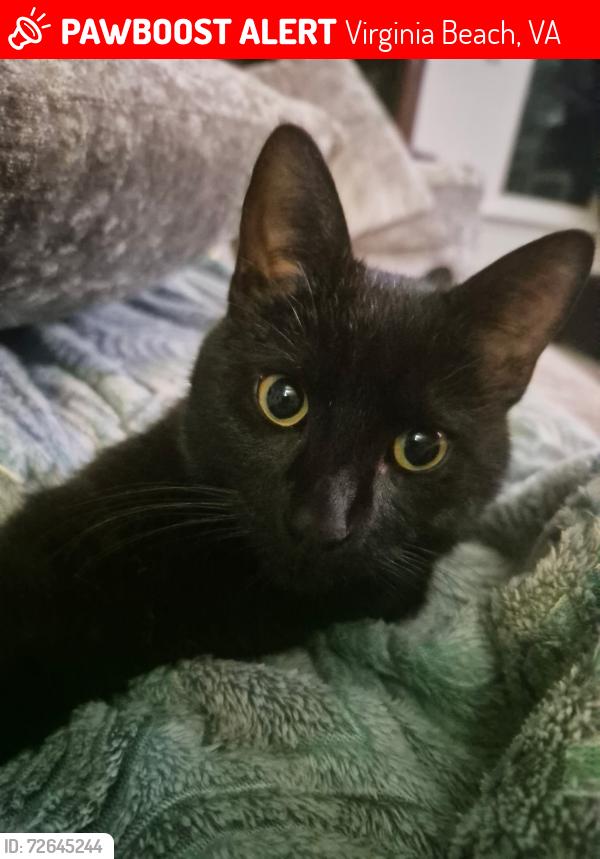 Lost Male Cat last seen Bonney road and witch duck , Virginia Beach, VA 23462