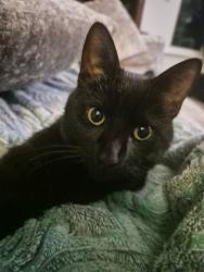 Lost Male Cat last seen Bonney road and witch duck , Virginia Beach, VA 23462