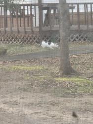 Found/Stray Unknown Cat last seen Peace Haven Rd and Woodcrest, Winston-Salem, NC 27104