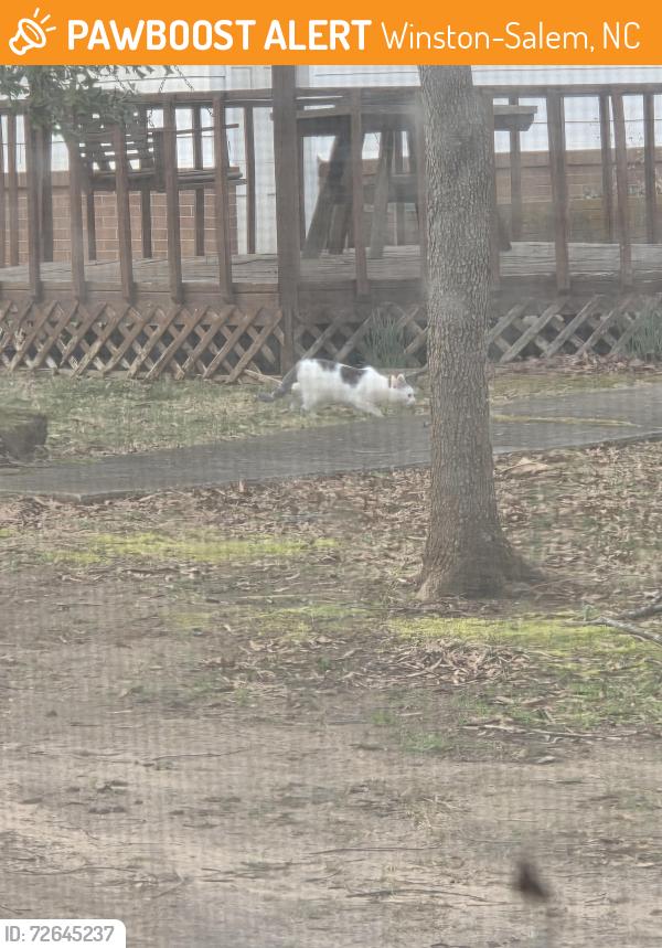 Found/Stray Unknown Cat last seen Peace Haven Rd and Woodcrest, Winston-Salem, NC 27104