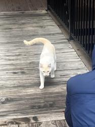 Found/Stray Unknown Cat last seen Near great hill trail , Austin, TX 78759
