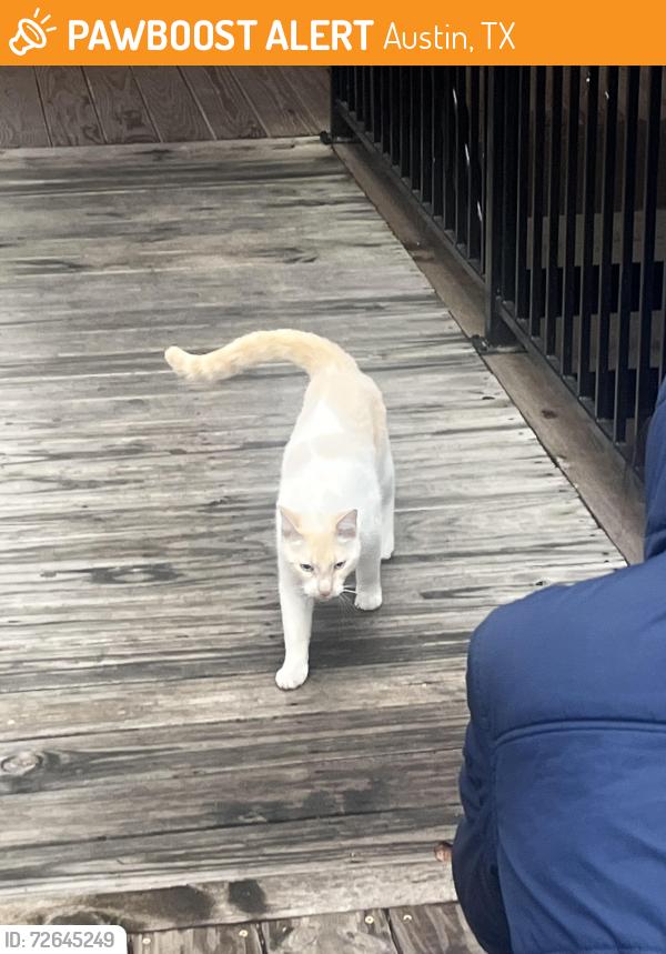 Found/Stray Unknown Cat last seen Near great hill trail , Austin, TX 78759