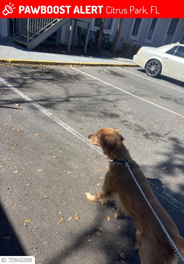 Lost Male Dog last seen Citrus park mall, Citrus Park, FL 33625