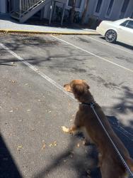 Lost Male Dog last seen Citrus park mall, Citrus Park, FL 33625