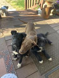 Found/Stray Female Dog last seen Fm 2015 and cr 313 e, Tyler, TX 75708