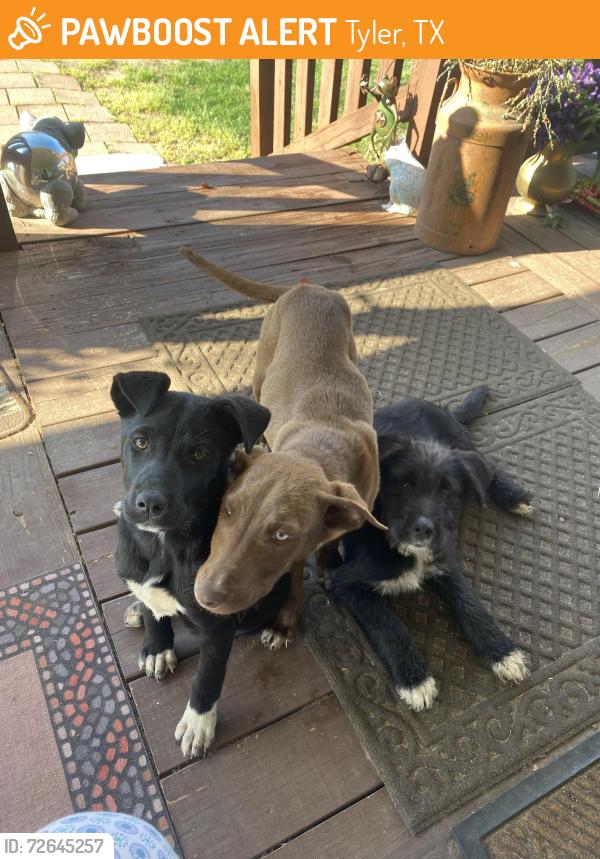 Found/Stray Female Dog last seen Fm 2015 and cr 313 e, Tyler, TX 75708